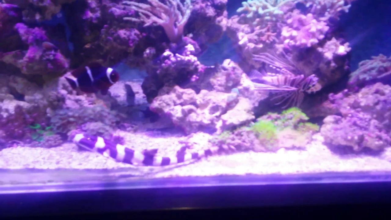 Acuario marino tiburón bambu