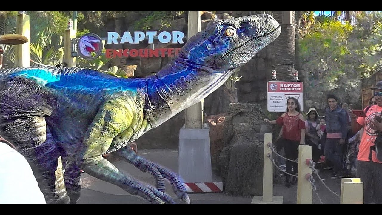 Velociraptor BLUE at Raptor Encounter! Jurassic World at Universal Studios Hollywood.