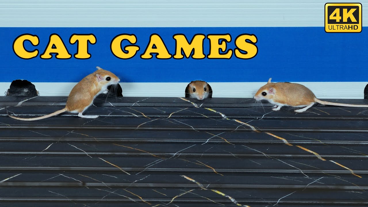 CAT GAMES TV | Real Mouse Catching Video for Cats to Watch | Cat TV for Cats to Watch 😺 4K