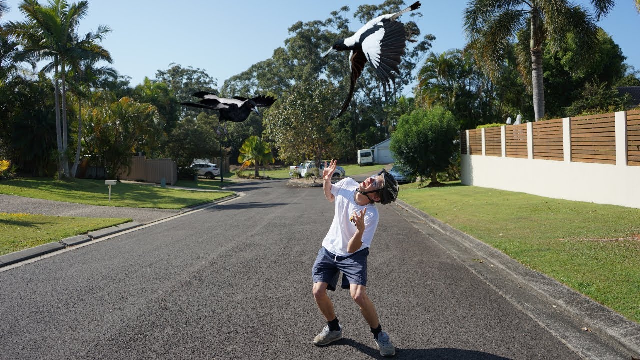 MAGPIES ATTACKED US! | the swooping magpie challenge