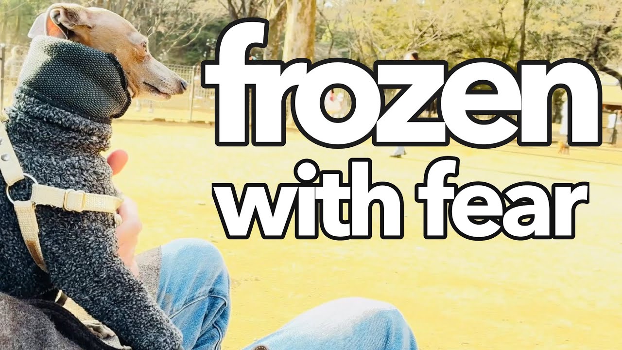 First Time at Yoyogi Park Dog Run | My Shy Italian Greyhound 🐕🌿