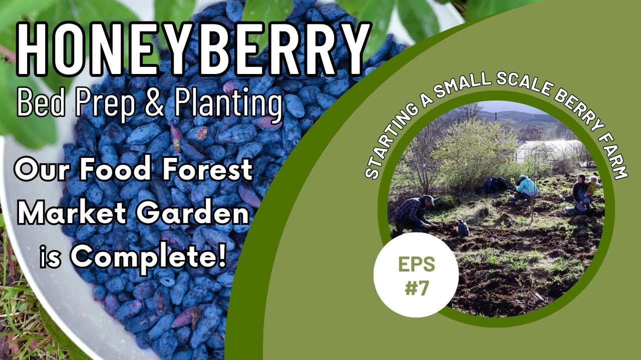 HONEYBERRY in our FOOD FOREST MARKET GARDEN | SMALL SCALE BERRY FARMING | PERMACULTURE FOREST GARDEN