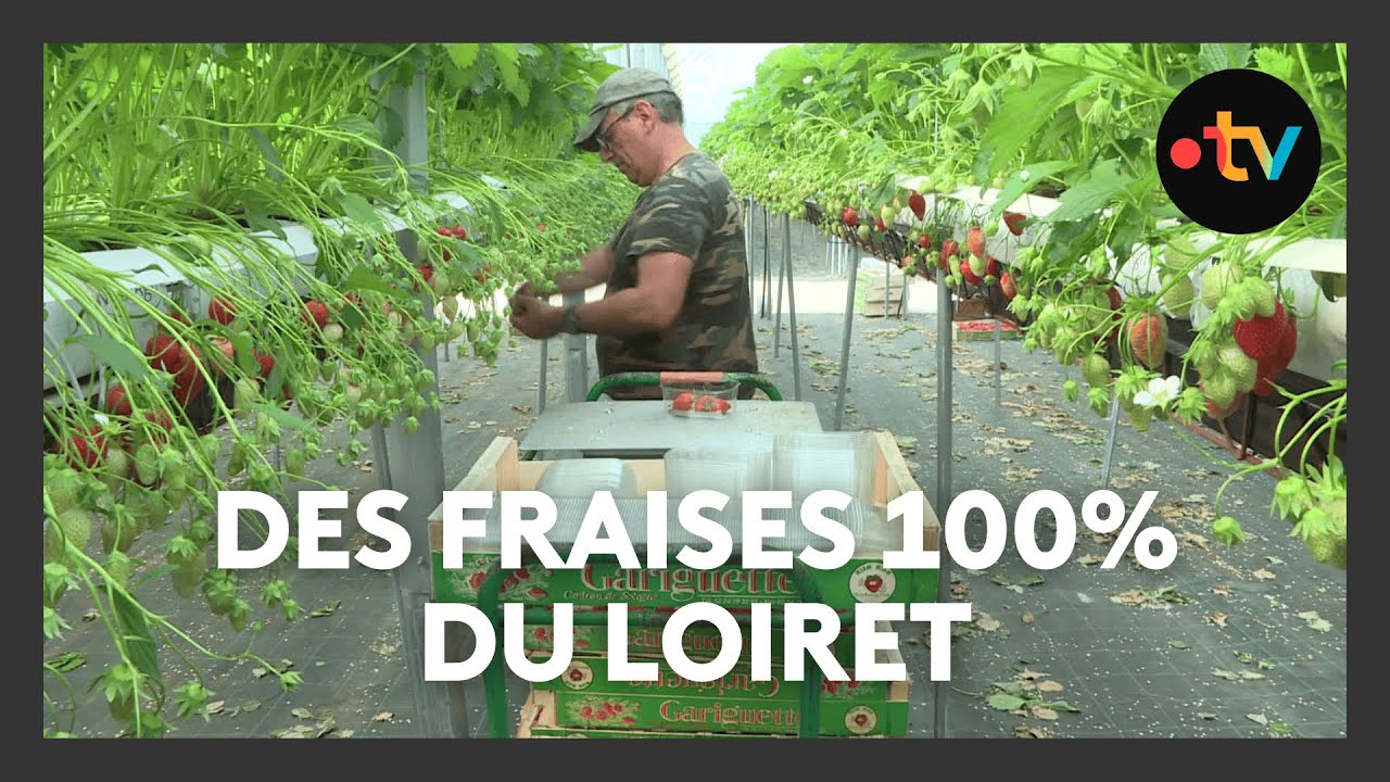 Agriculture : la récolte des fraises solognotes s'accélère avec le retour de la chaleur