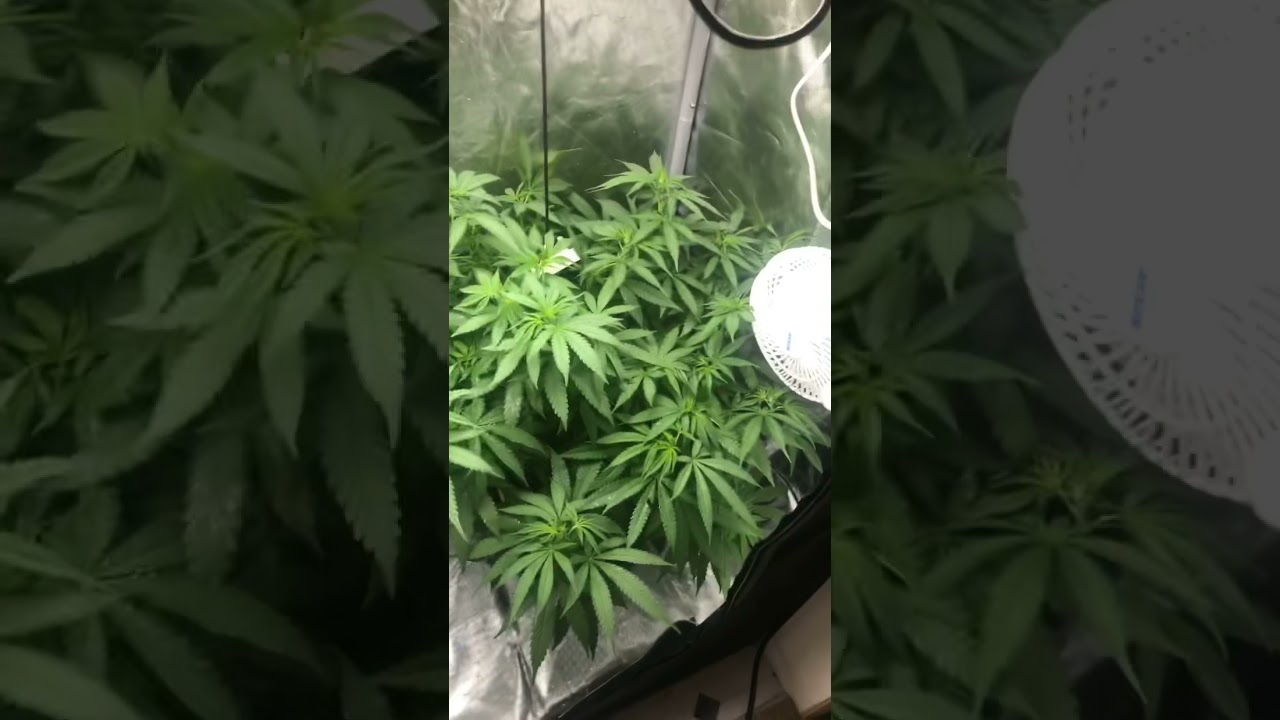 Indoor quick glimpse 4x2 grow tent