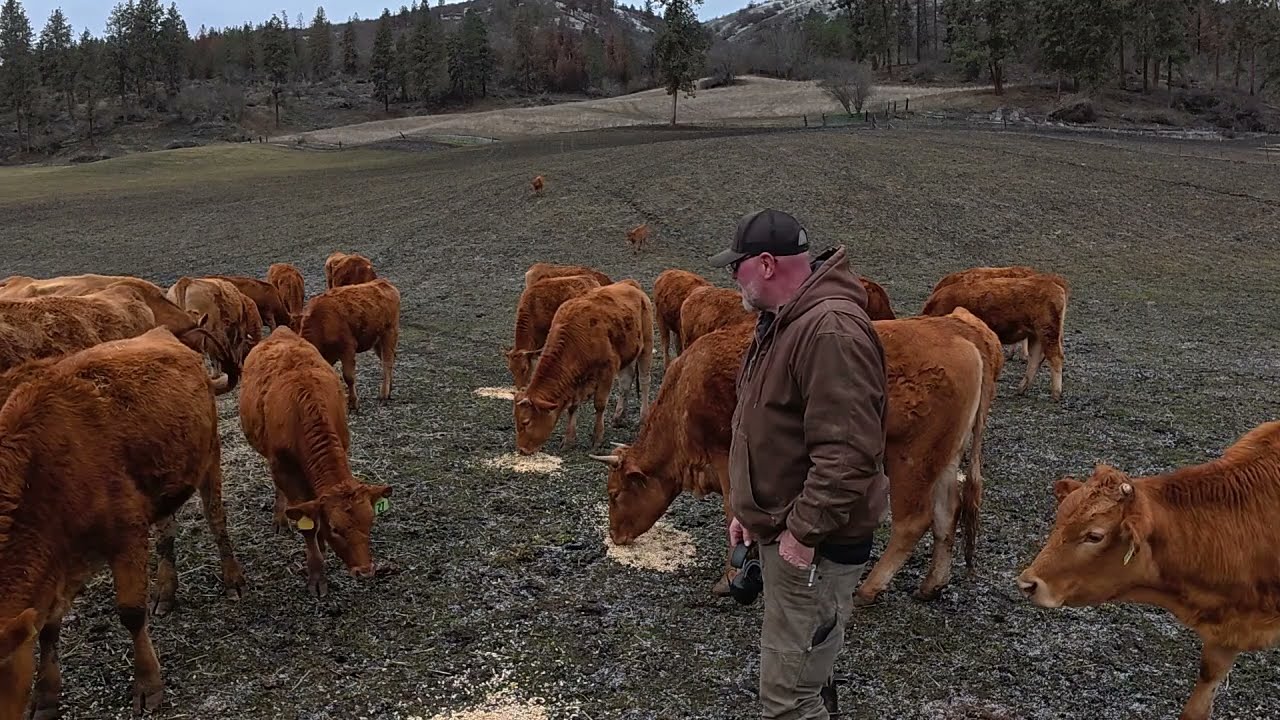 Daily Check On Our Akaushi (Red Wagyu) Cows