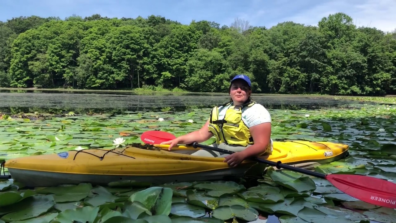 Meet one of the most notorious aquatic invasive species in our region
