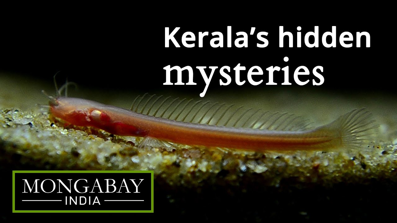Blind catfish discovered beneath Kerala's surface
