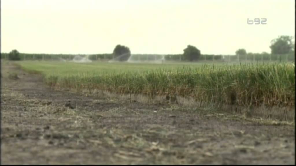 Kako se proizvodi kvalitetna tepih trava u Srbiiji