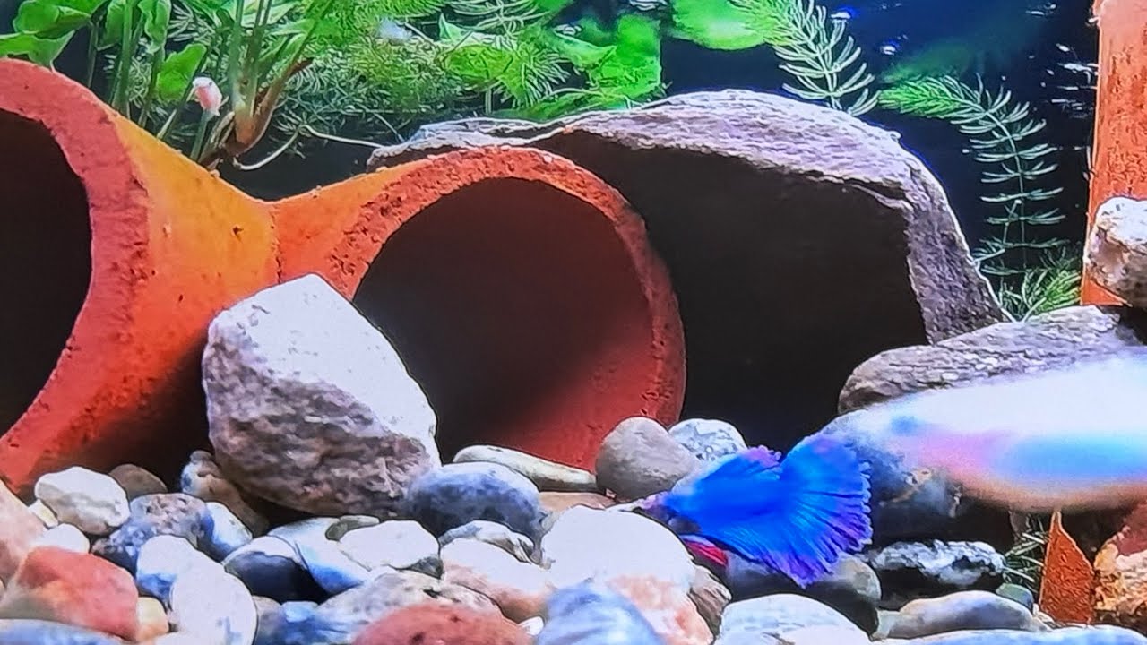 24/7 Betta Fish Live Stream — Ecosystem Pond