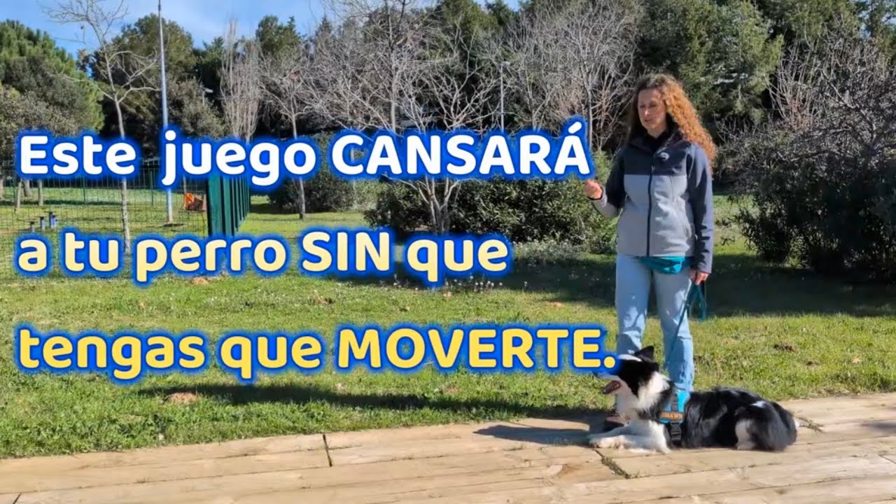 Este juego CANSARÁ a tu perro SIN moverte. #adiestramientocanino #educacioncanina