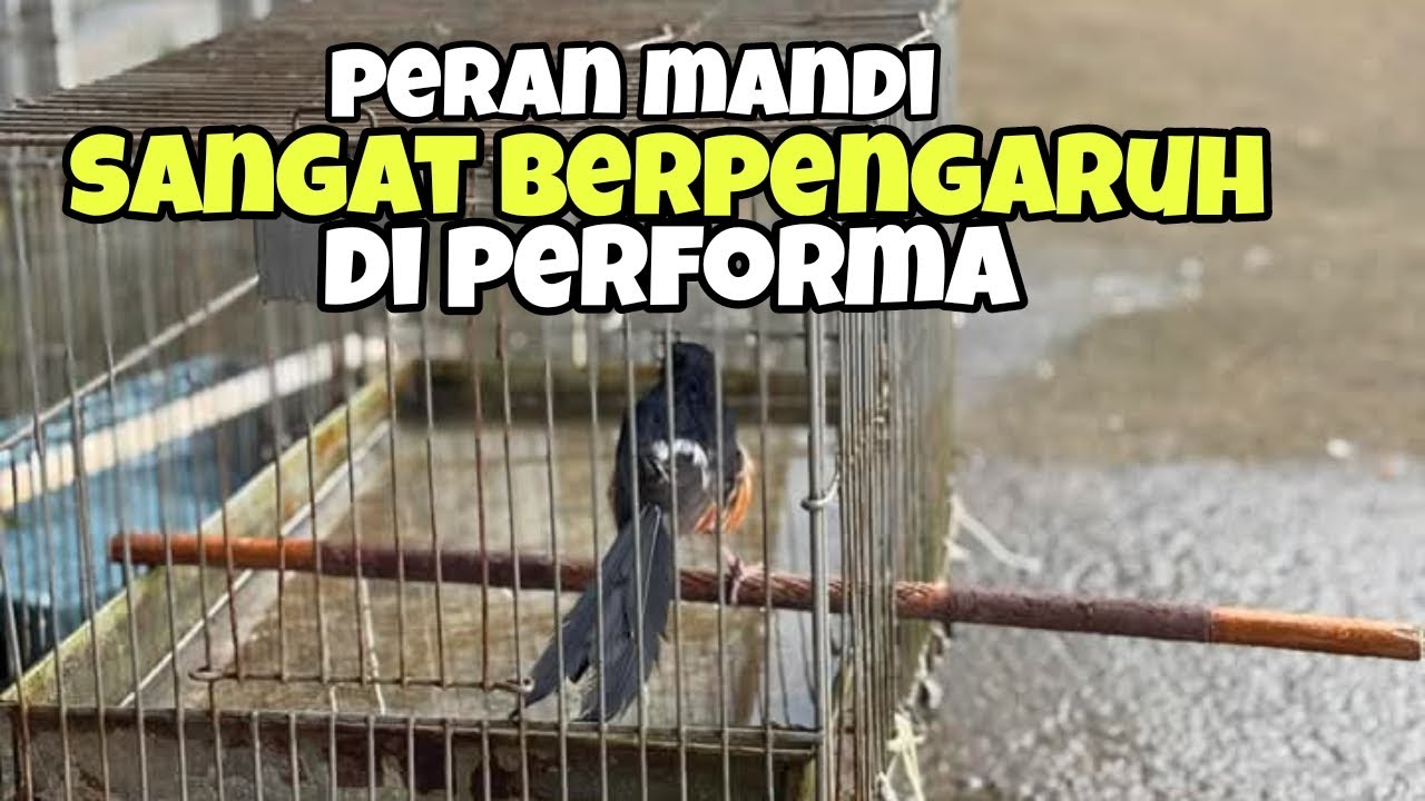 Berapa kali dalam seminggu baiknya murai batu di mandikan agar hasilnya maksimal 