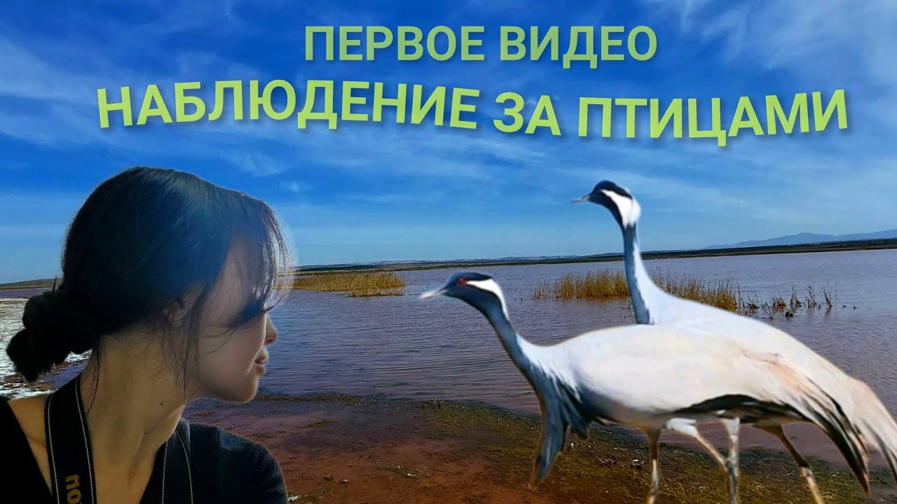 Любительское наблюдение за птицами в их естественной среде обитания.