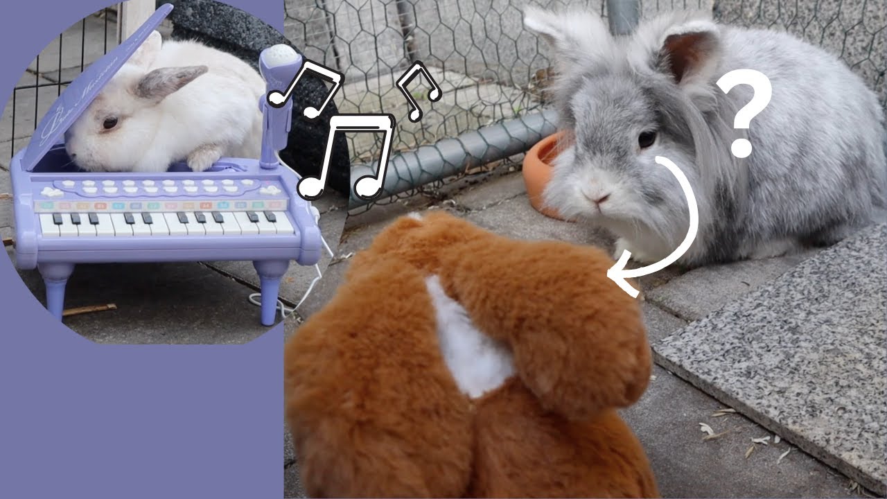 Wulli lernt Matilde kennen & Elsi wird Pianistin 😂🐰| M. Mörki
