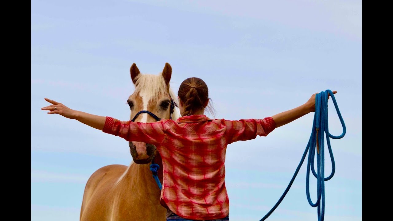 Hilfe, mein Pferd ist respektlos und drängelt. Woher dieses Verhalten kommt und was dagegen hilft.