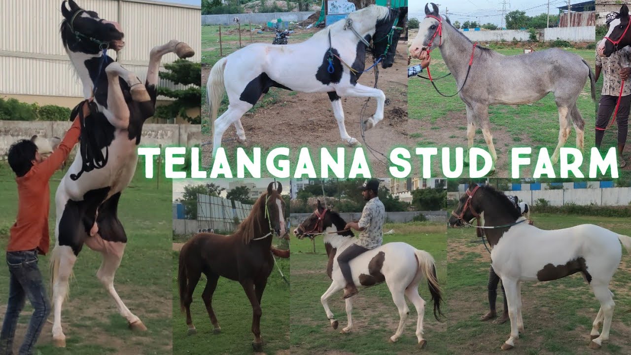 Telangana stud farm hyderabad Suncity | marwadi stallion horses | English horse | baby horse | ghode