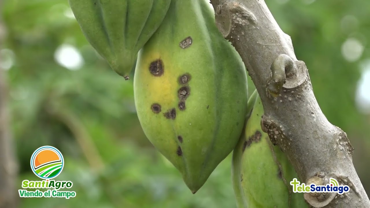 La Papayuela PARTE II | SantiAgro #CanalTelesantiago 16 Marzo 2022