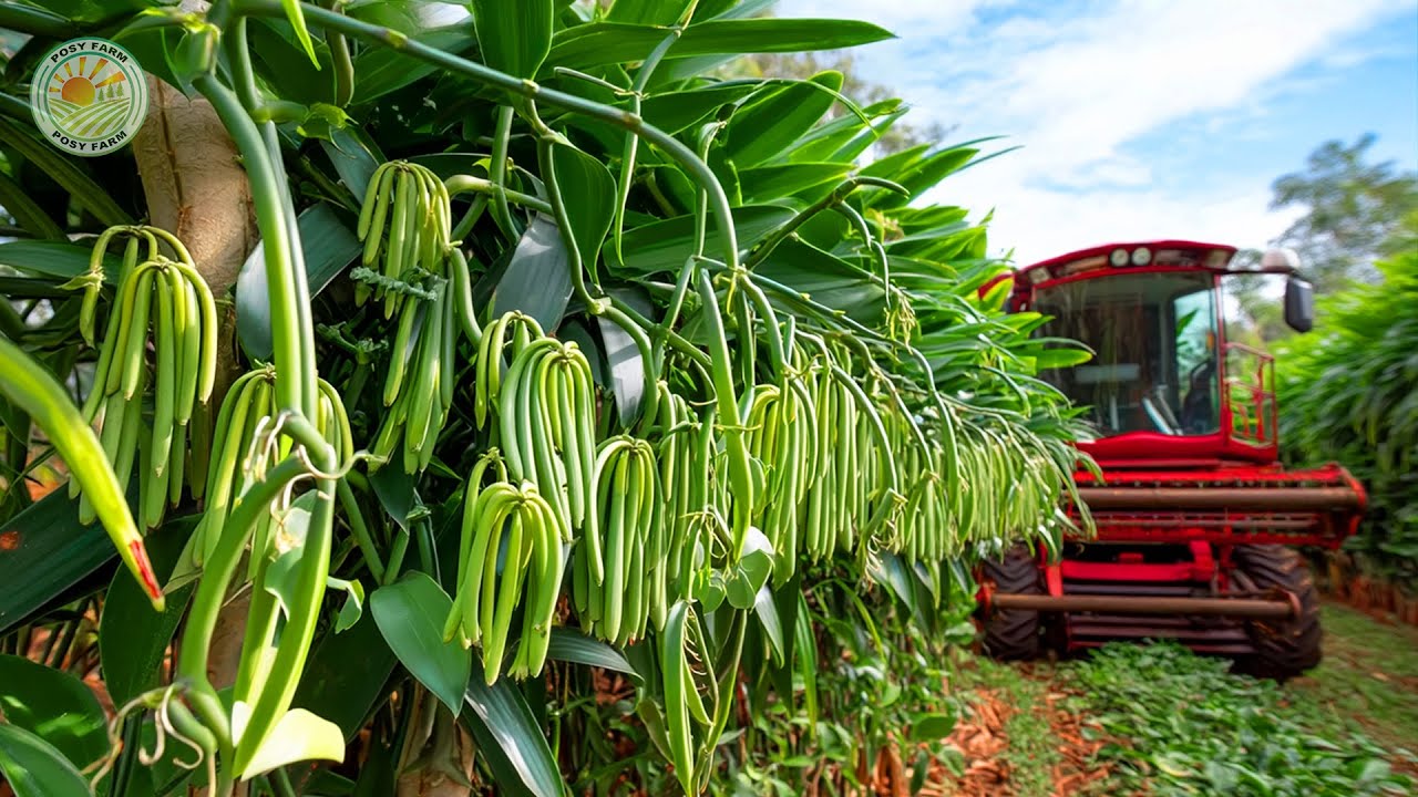 How Farmers Harvest Vanilla — Vanilla Farming  in Madagascar