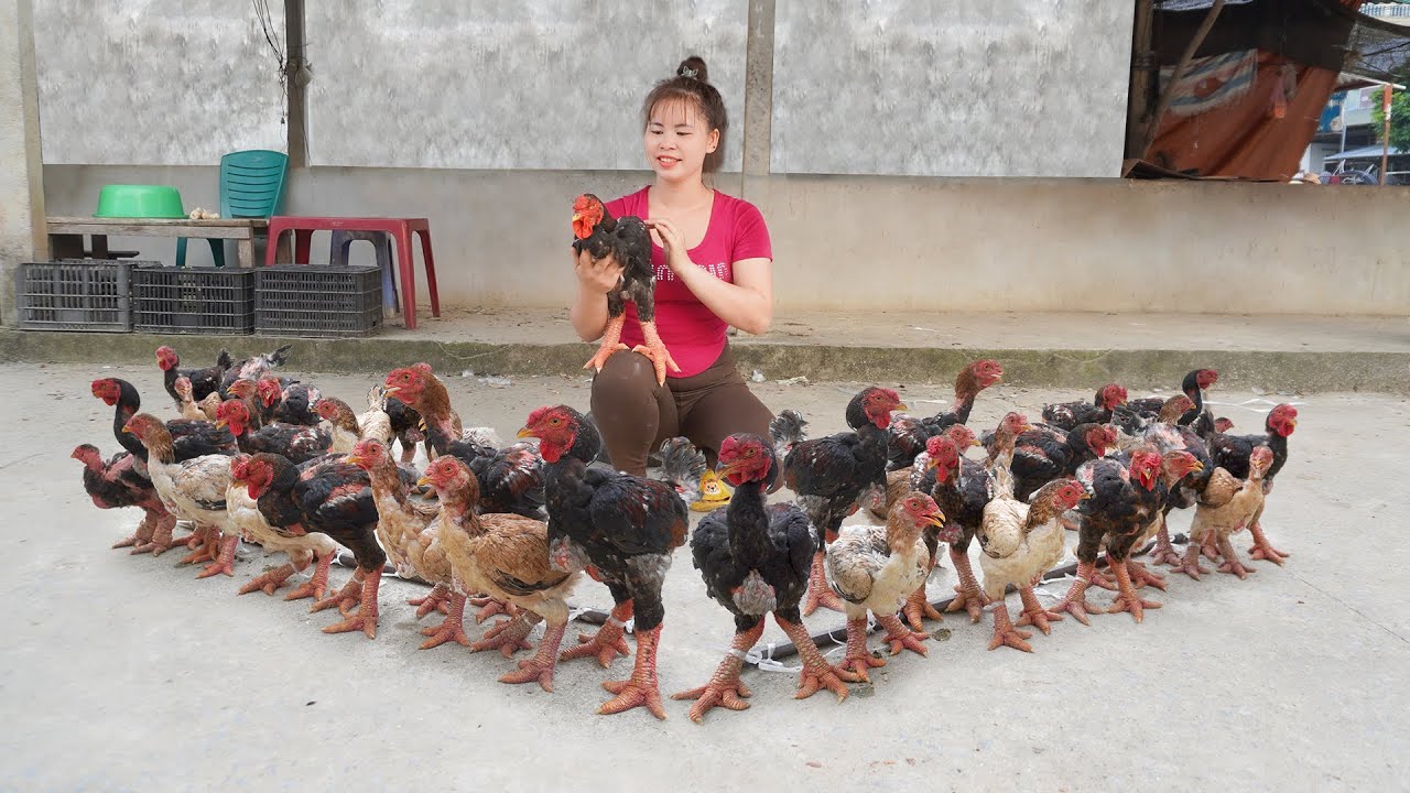 Harvesting Big-Footed Chicken Goes To Market Sell - Buy chicks to raise | Ly Tieu Toan