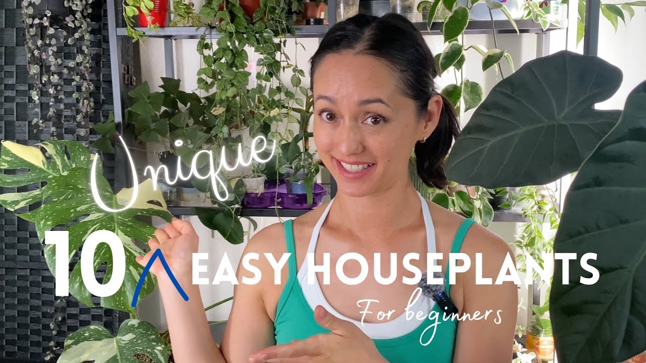 10 уникальных и неприхотливых комнатных растений (4K); Засухоустойчивые растения – неприхотливые ...