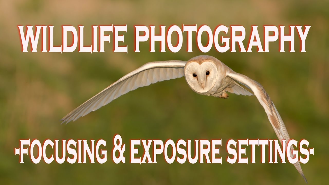 WILDLIFE PHOTOGRAPHY CAMERA SETTINGS:  Focusing and Exposure