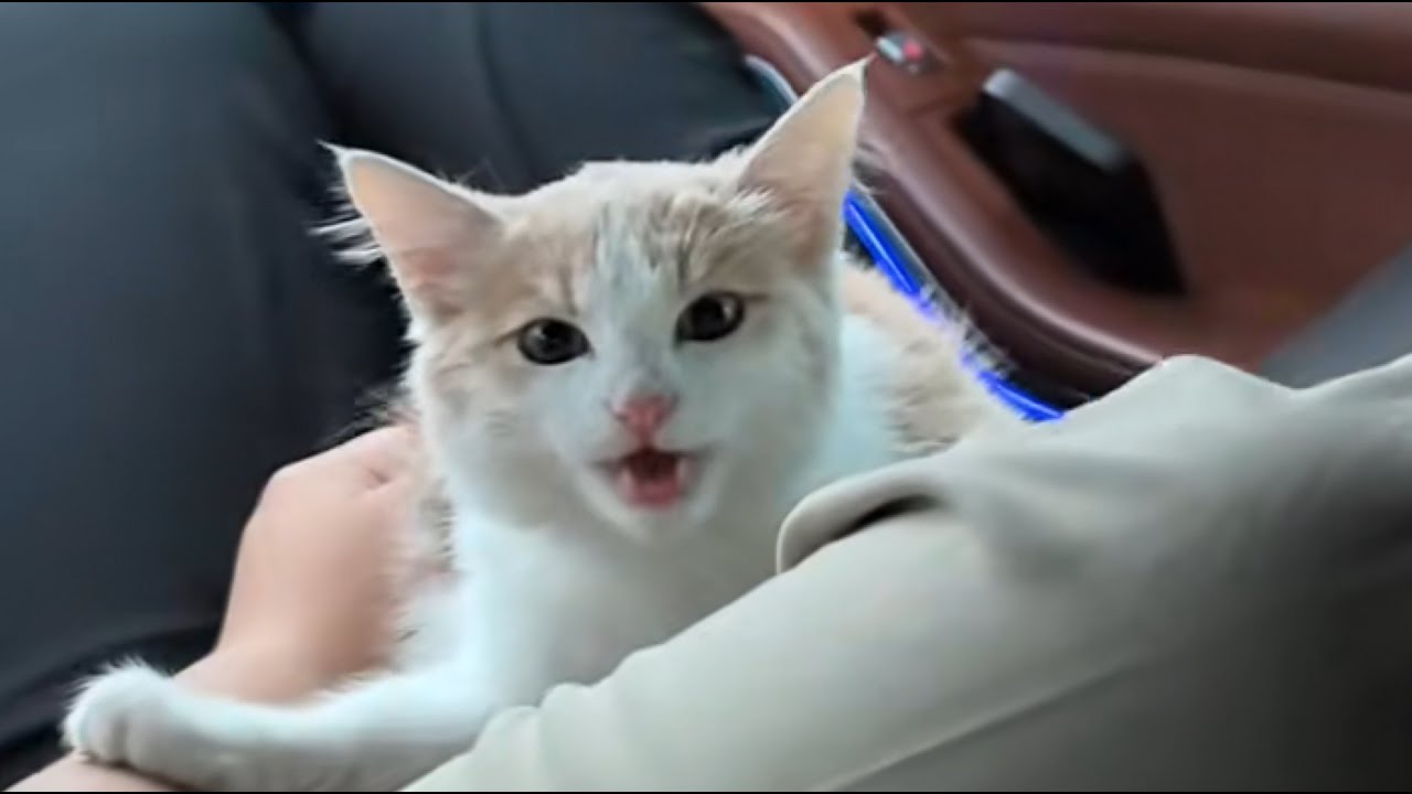 In the barren desert, the stray cat ran toward me with all her strength&hellip;