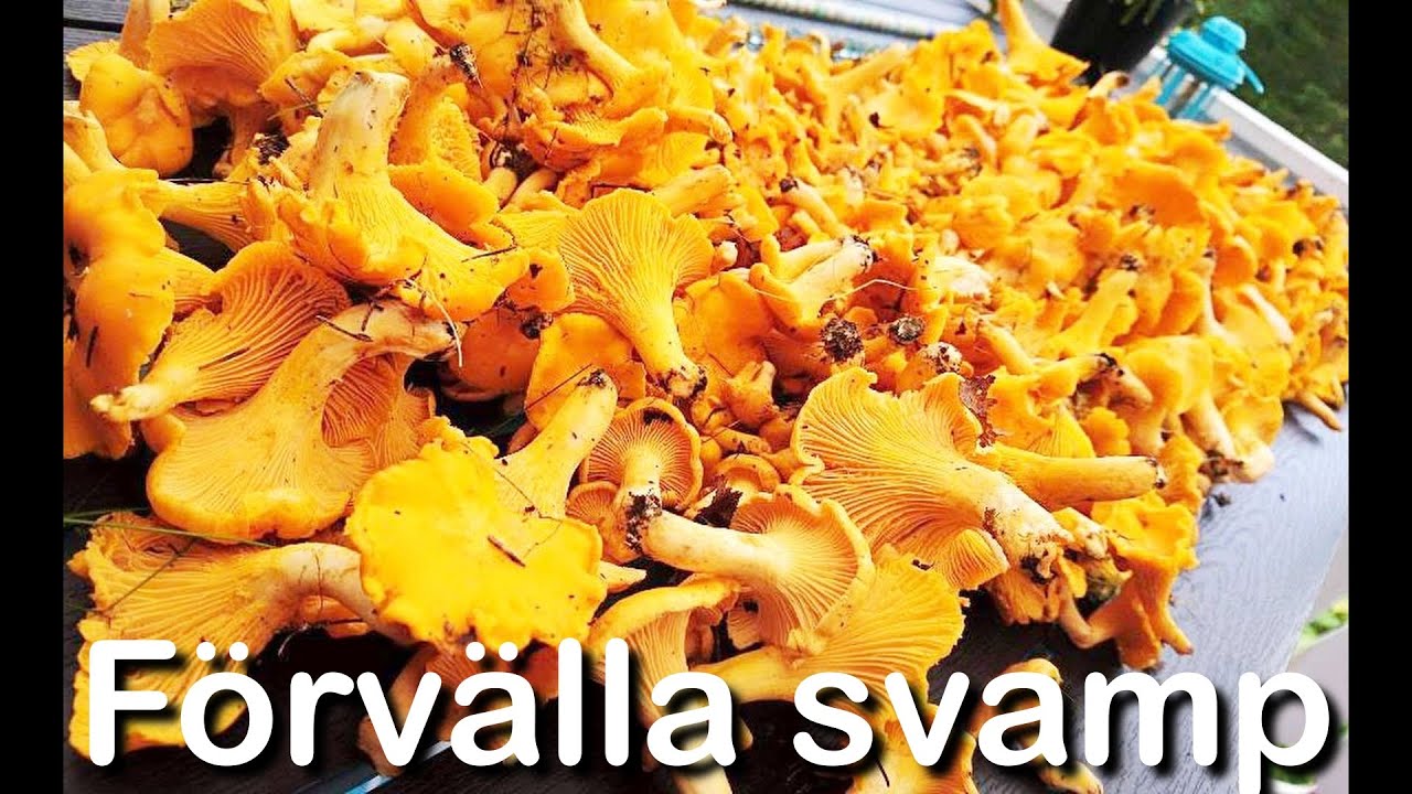Förvälla svamp, Plock rensa (Kantarell, Trumpetsvamp och Taggsvamp). Vakuum packar i OBH Nordica