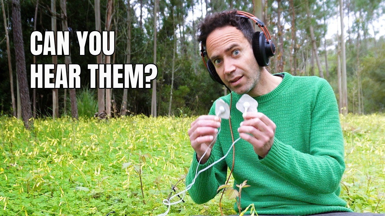 I Touched This Field&hellip; And The Plants Responded | Living Plant Sound