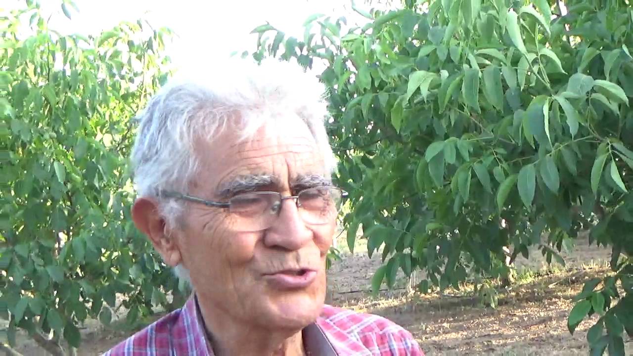 Niğde - Kaman Ceviz Ağaçlarına Neden  Chandler Cevizi Aşılanır - Doğru Fidan Seçimi