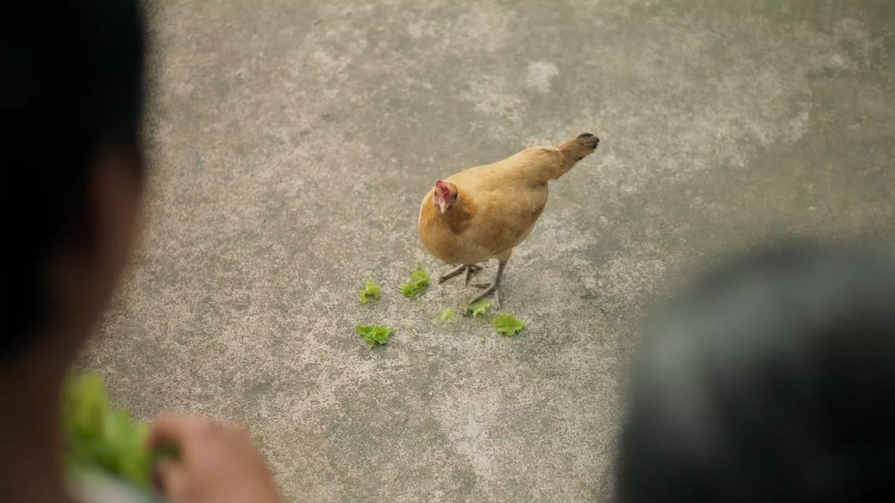 Good Chicky! Chicky&hellip;add to basket!🛒