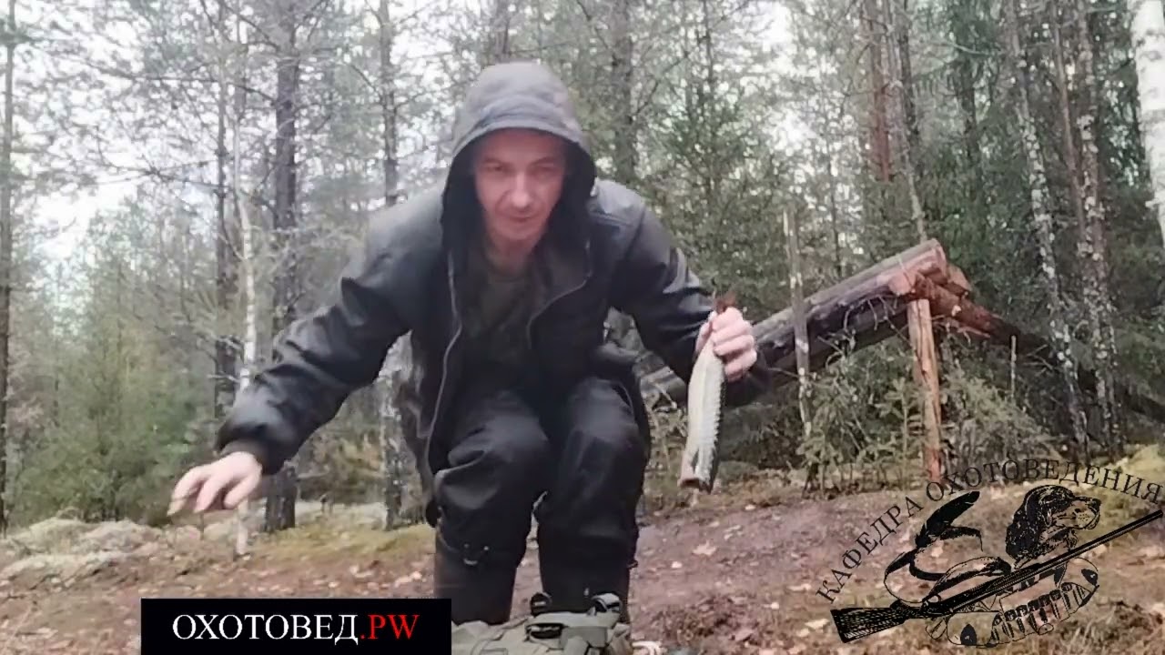 Приманка на рысь и лесную куницу | кафедра охотоведения | охотовед.pw