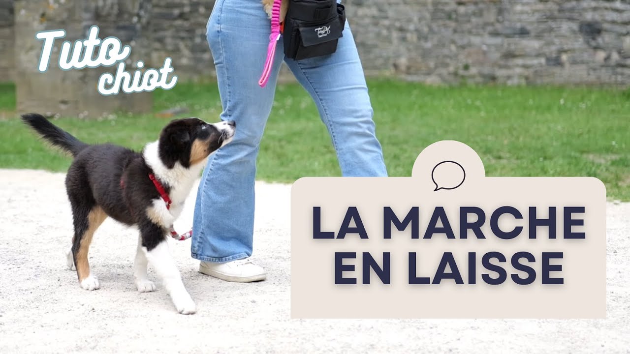 Apprendre la MARCHE EN LAISSE &agrave; un CHIOT facilement!