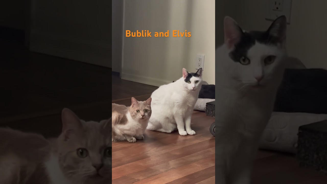 #cat #cuteanimal #funny #adorable #funnypets #cute #funnyanimals #cuteanimal #sweetkitty #sweetcat