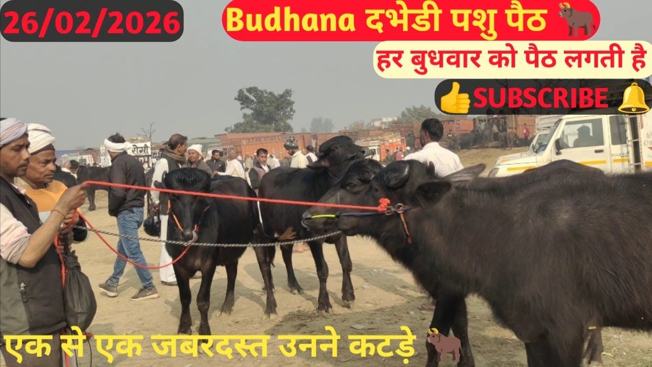 एक से एक उनने कटड़े Dhabedi pashu paithपूरी जानकारी के लिए वीडियो को पूरा देखे 📹👆#hariompashumandi