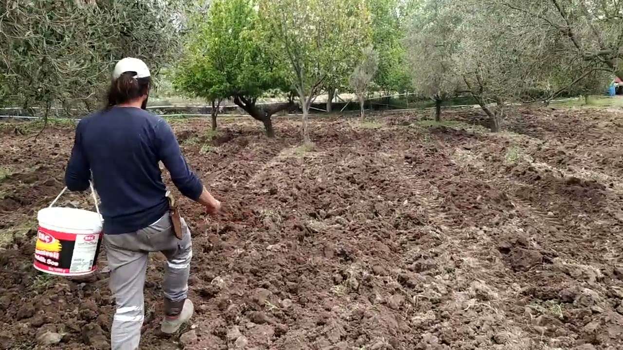 Sorgum Sudan Otu Nedir ? Ne Zaman, Nasıl Ekiyoruz, Koyunlarımıza Nasıl Yediriyoruz ?