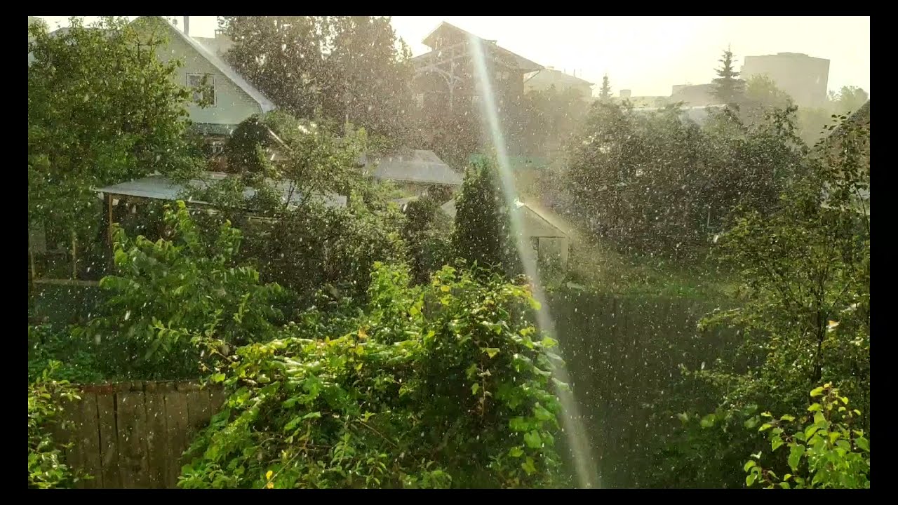 Rain and apricot in Russia