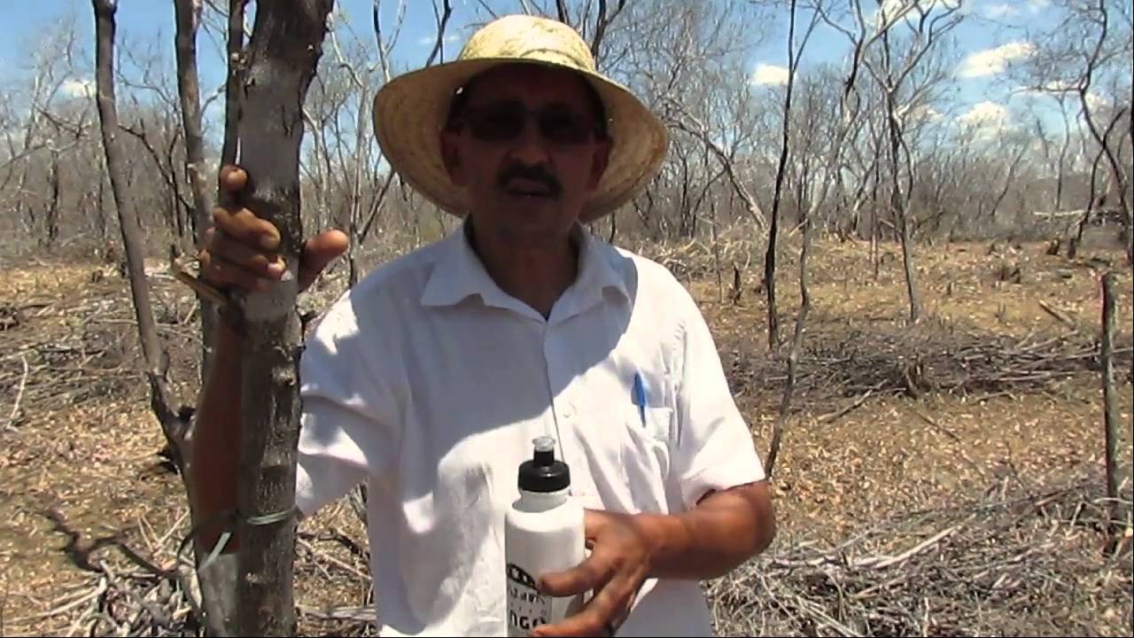 Oficina: base zero e manejo de caatinga