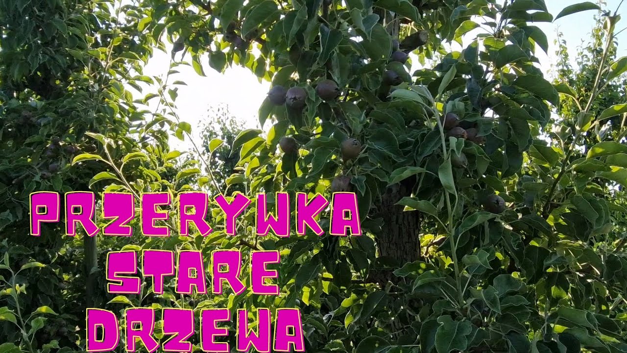 Niderlandy praca. Przerywka na starych drzewach
