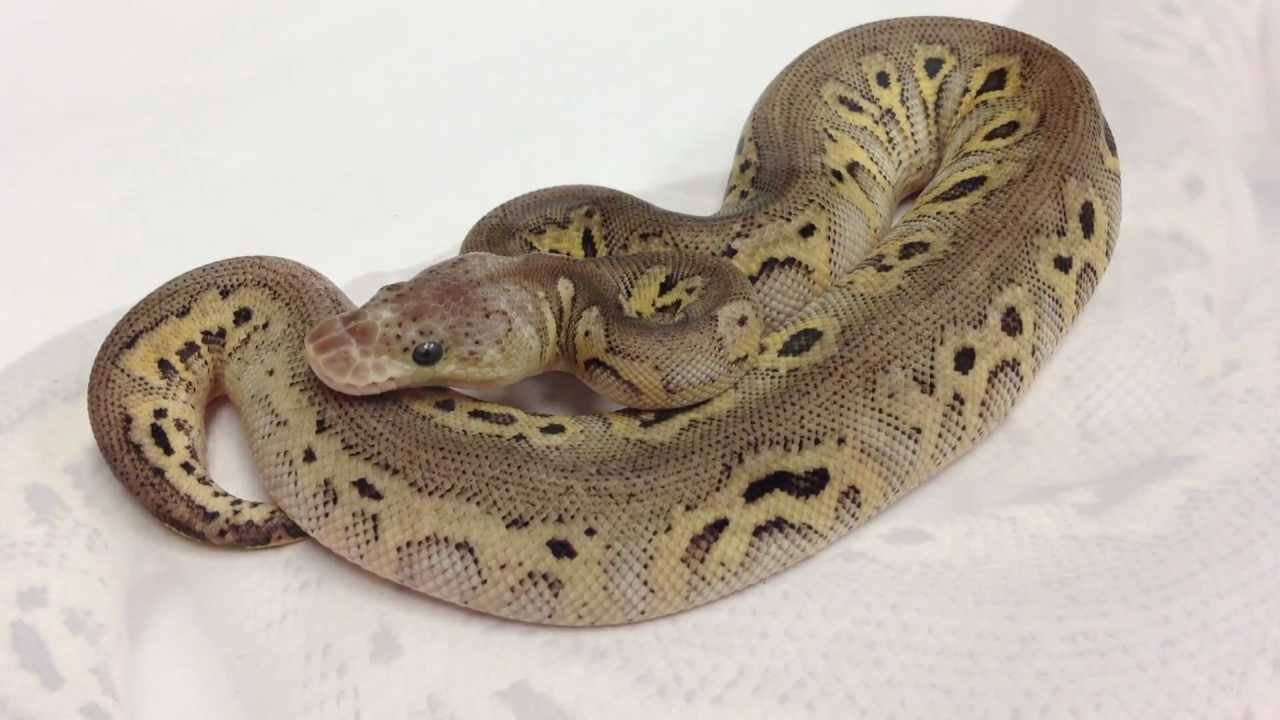 Morphs 101 - Advent Day 21 (Black Pewter Clown)