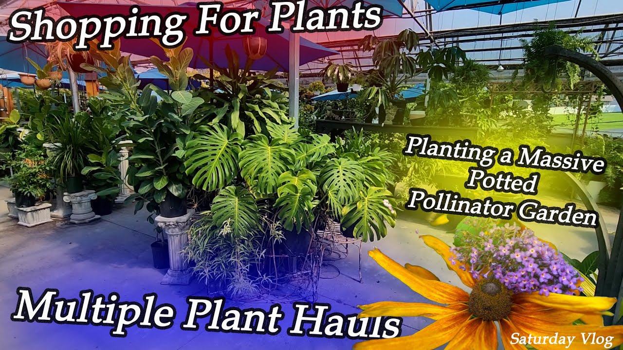 Shopping For Plants || Huge Plant Haul || Planting Up The Queen Palm Pot || Saturday Vlog