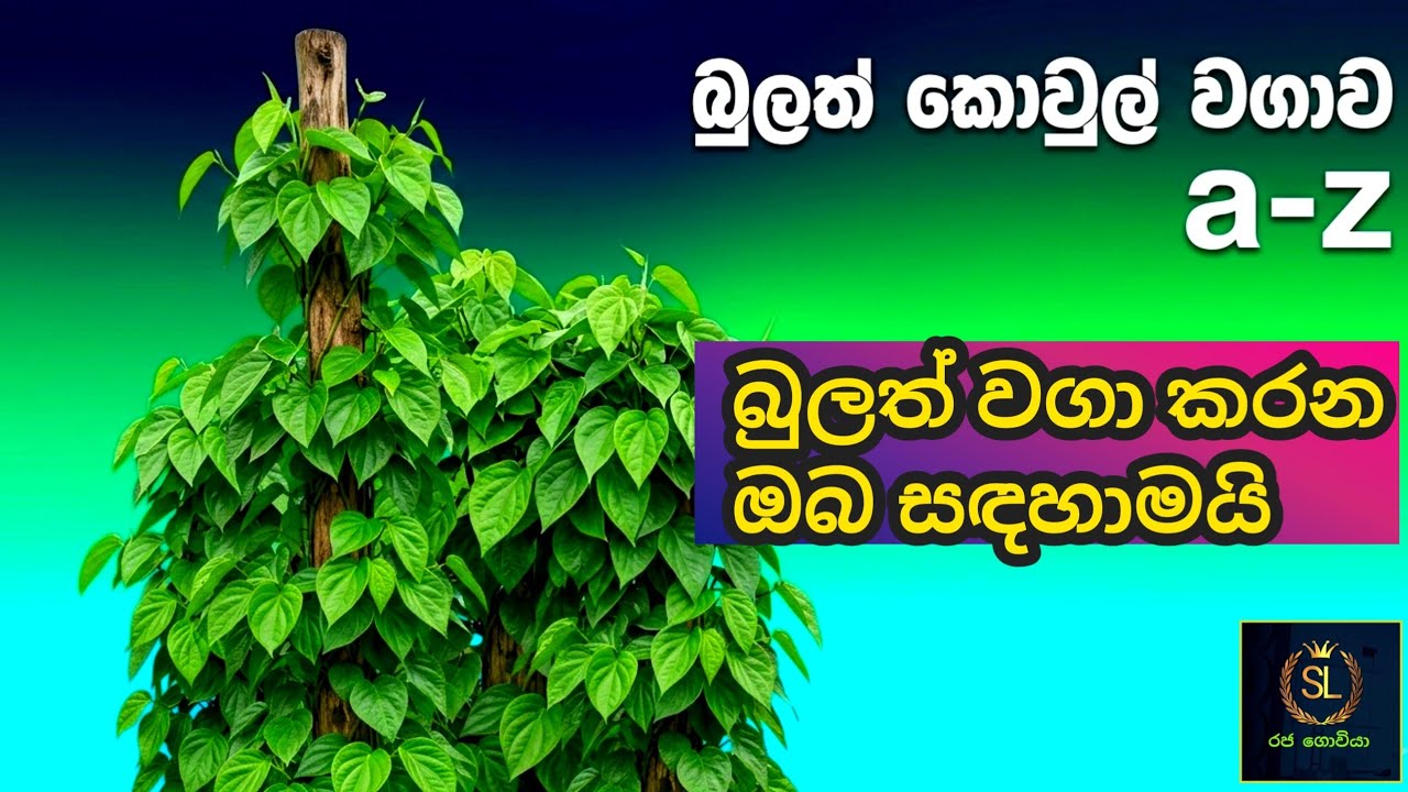 කොවුල් බුලත් වගාව A-Z   /   kovul  betel  cultivation  full  guide  /  sl  raja goviya