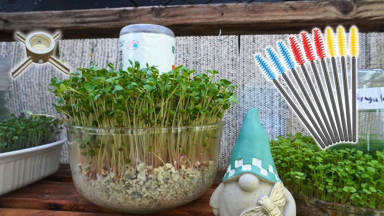 Easy To Grow Microgreens Save Big Bucks