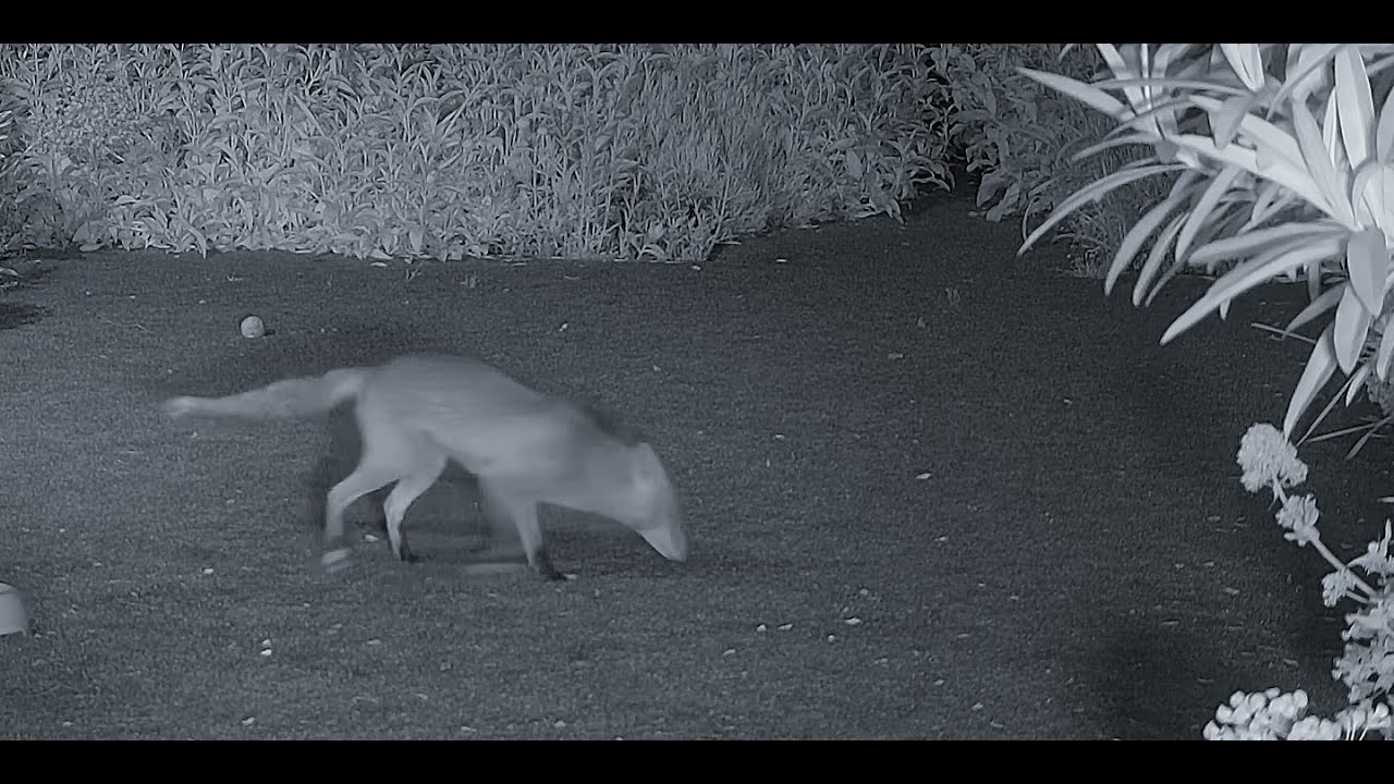 Foxes marking territory