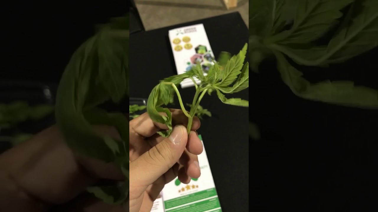 Hemp Mentor eats Hemp Plant 🌱 (2017)