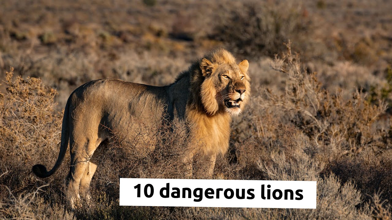 10 dangerous lions 