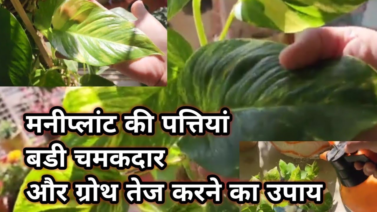 मनीप्लांट की तेज ग्रोथ और पत्तियां होंगी बडी !! ये काम करें फिर देंखे ! Secret fertilizer spray 