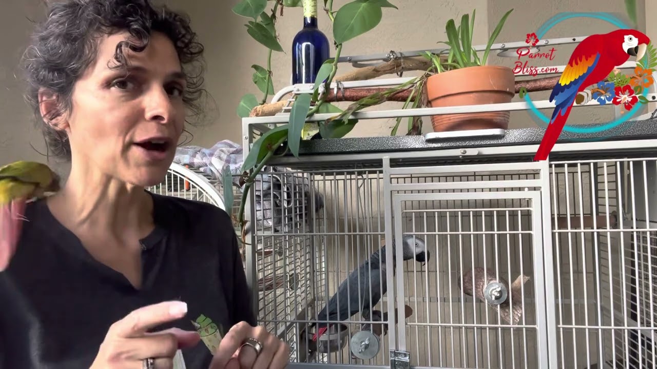3 Things About Any Parrot 🦜 Cage - #parrot_bliss #parrot #cage