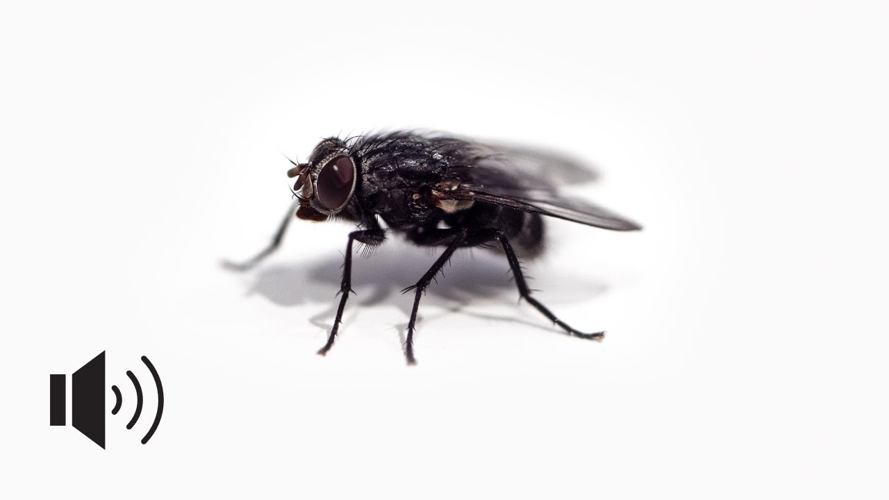 SOUND OF THE FLY | BZZZZZZ | SUONO DELLA MOSCA | ASMR | 4K