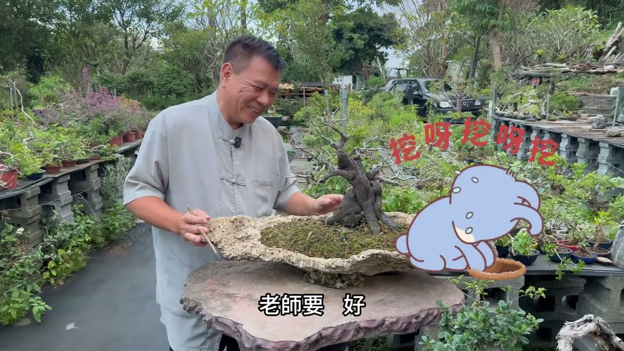 你知道怎麼挑選一棵好的盆景（栽）嗎？是挑健康、葉叢茂密嗎？來看看盆景最重要的三個條件（EP4-整體篇）#林慶祥盆景藝術創作教學#Bonsai