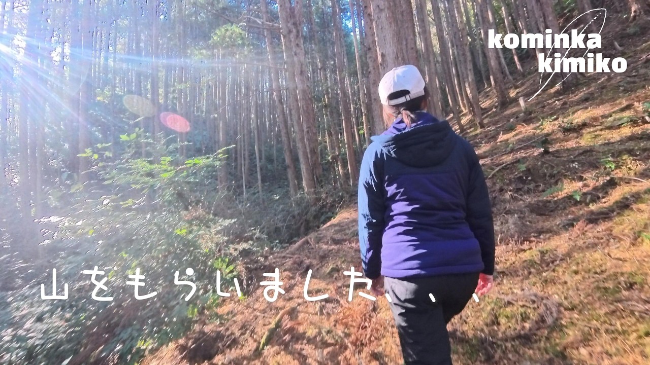 【古民家に住もう#315】貰った山の探索、伐採木直撃、大量の薪を割る主婦。