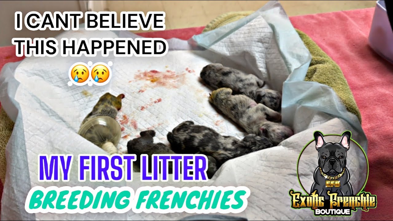 My First Litter Breeding Frenchies, I Can’t Believe This Happened